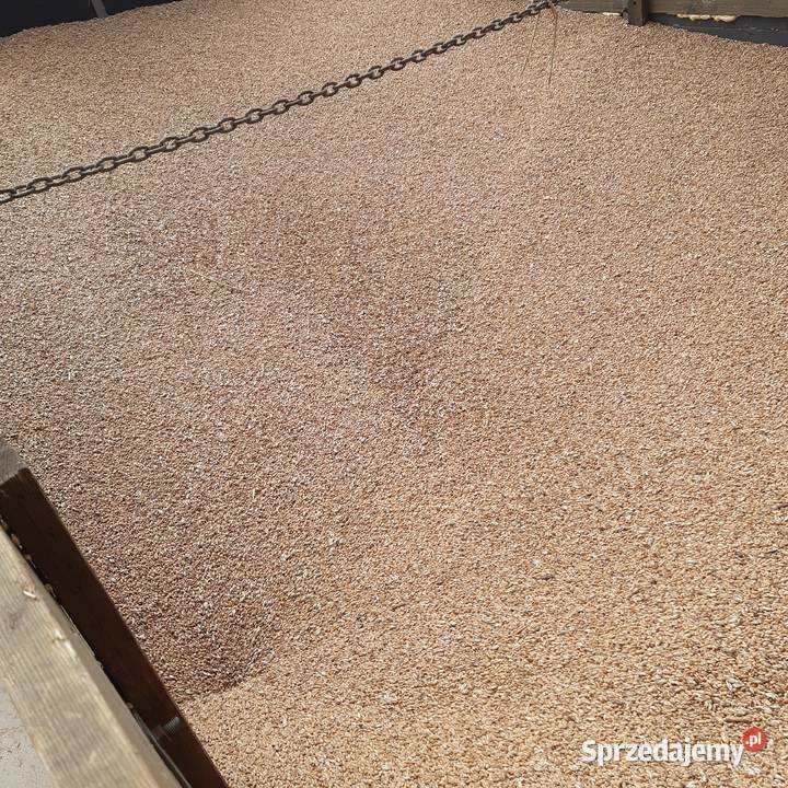 Pszenica kukurydza owies nagi owies jeczmien