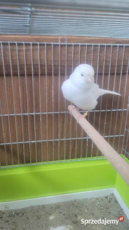 Kanarek bialy samica małopolskie Wieliczka