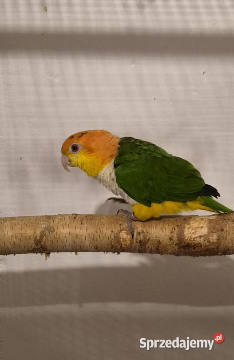 Barwinka bialobrzucha mazowieckie