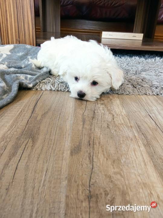 Maltańczyk szczeniaczek Dębica sprzedam