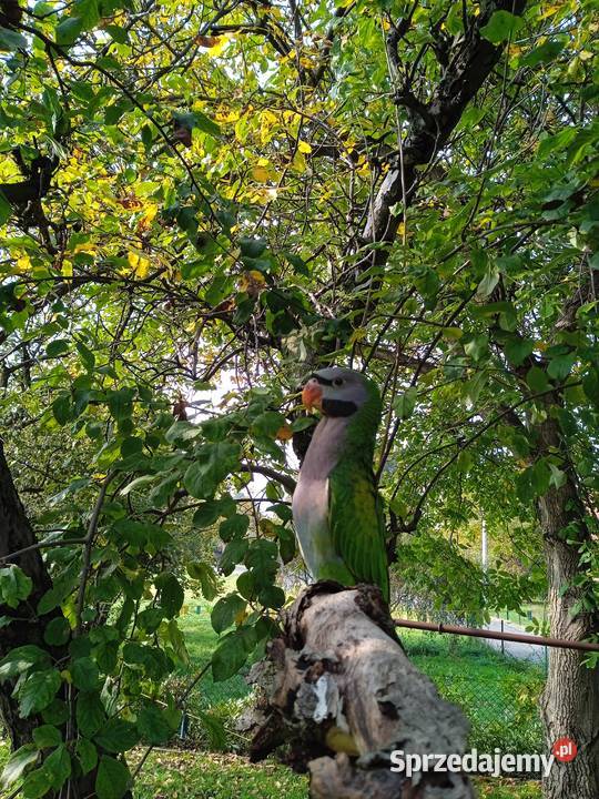Papuga ręcznie karmiona Aleksandretta Chińska Żernica