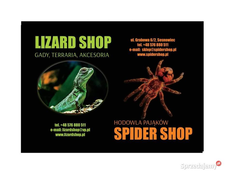 ŚWIERSZCZ bananowy wylęg ok 0510ml LIZARD SHOP Sosnowiec