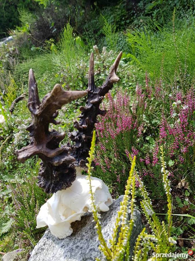 Parostki kopie mocny Węgier śląskie Orzesze sprzedam