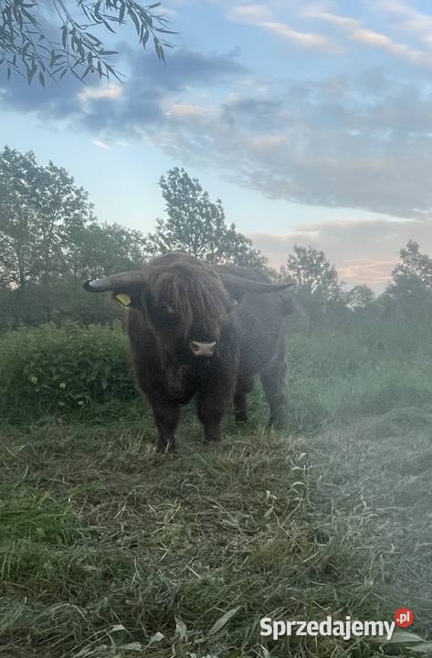 Krowy Szkockie Highland Bydło Byk Mamki Cielaki Komańcza