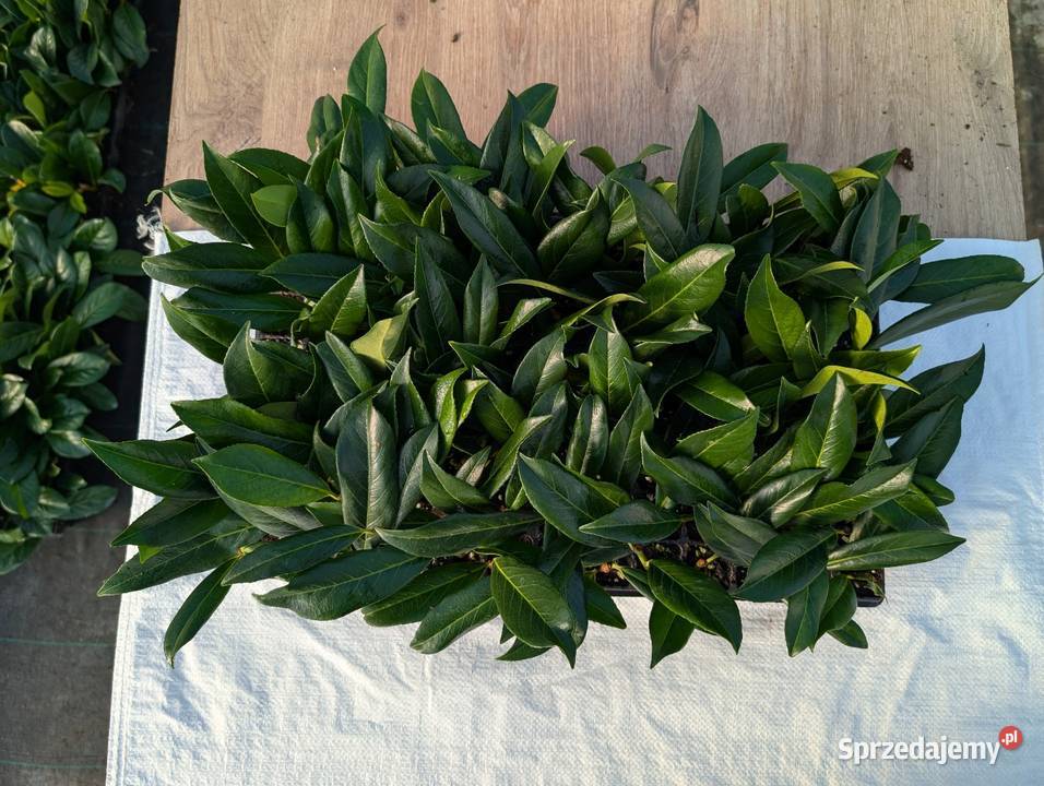 Sadzonki laurowisni Caucasika