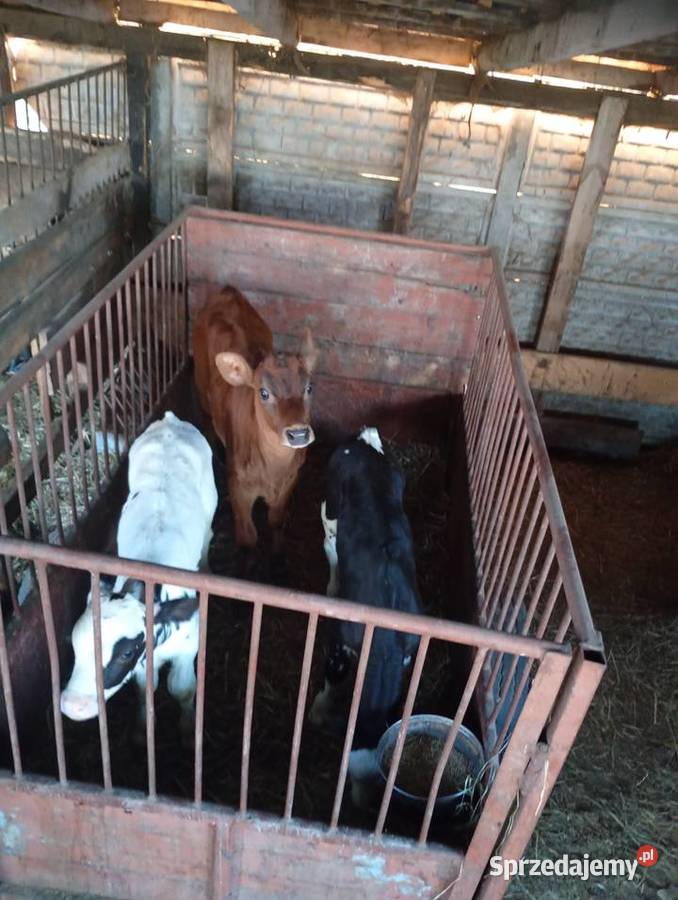 Cielęta do dalszego chowu świętokrzyskie