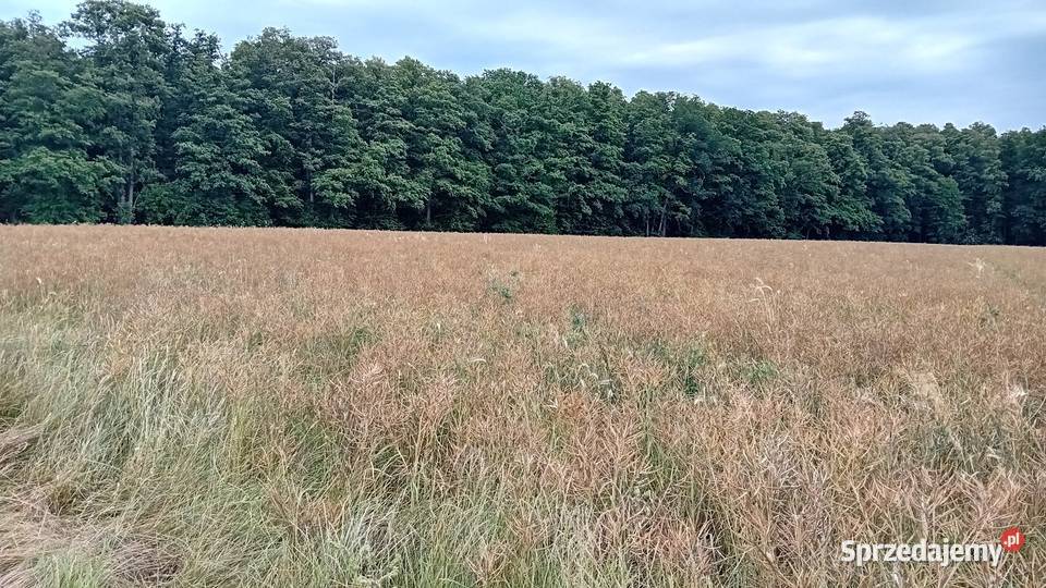 Sprzedam działkę rolną Trzebiechów
