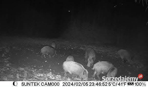 NOWA fotopułapka kamera leśna HC900A WIFI PRO Solec Kujawski sprzedam