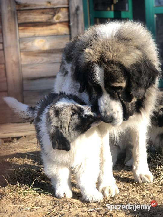 Mastif pirenejski rodzinny molos stróżujący warmińsko-mazurskie Pupki