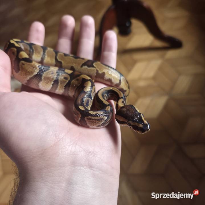 Pytony królewskie Wyszków