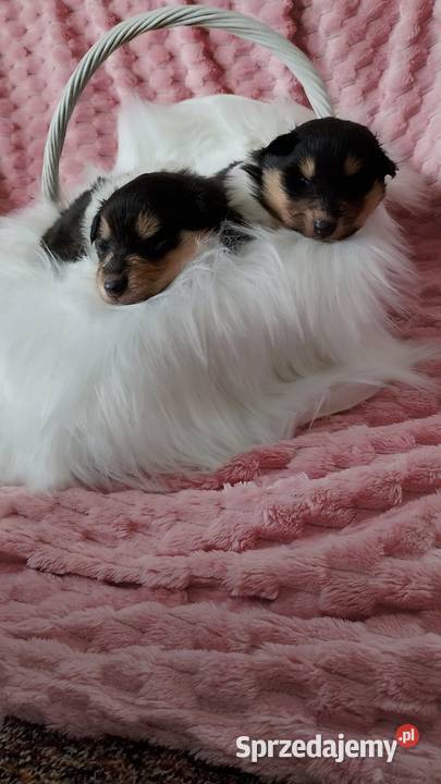 Owczarek szkocki collie długowłosy suczki mazowieckie Garwolin