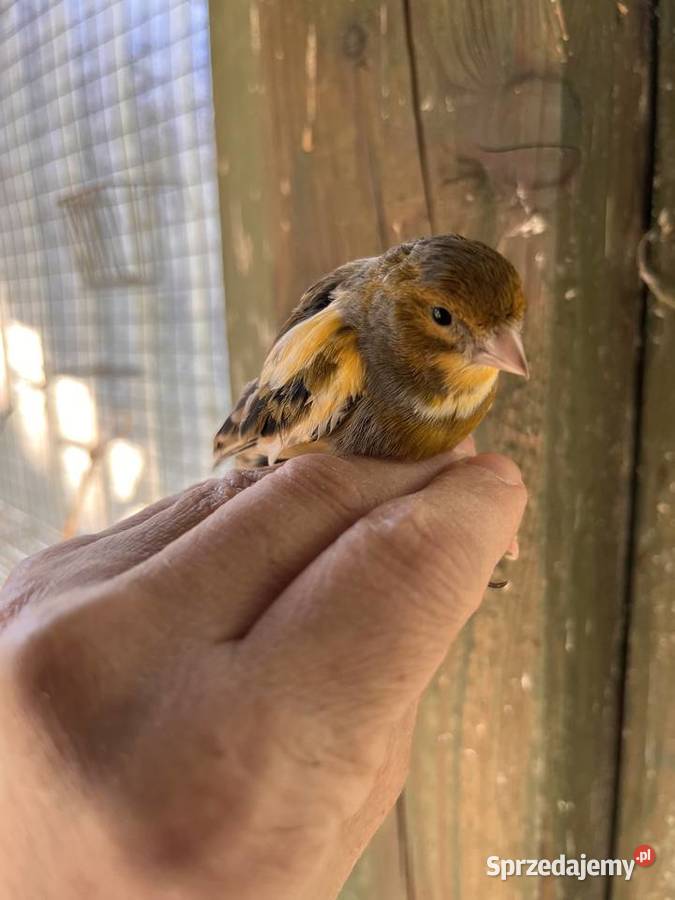 Sprzedam kanarki rosyjskie Zbychowo