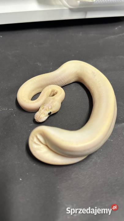 Pyton regius IVORY Bydgoszcz sprzedam