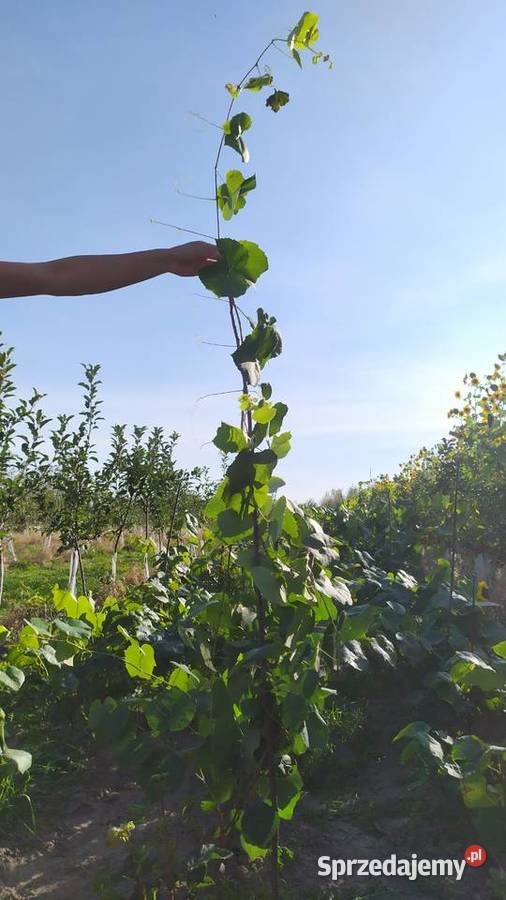 Piękne Sadzonki Winorośli Odmiana Swedson Red Owocowe Chynów