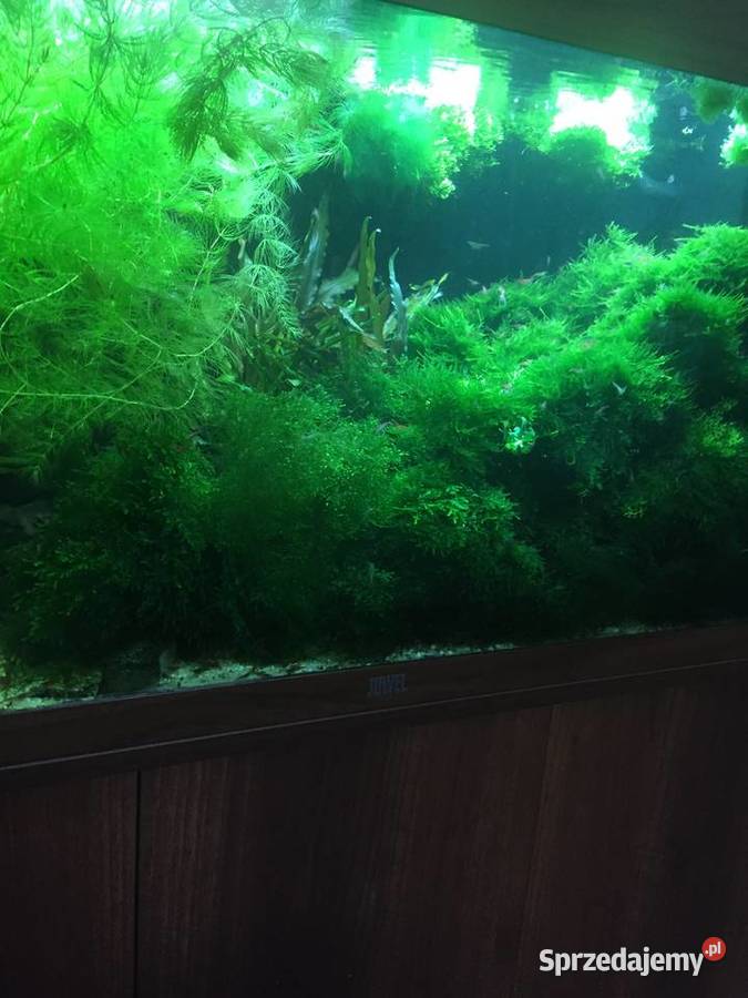 Mech Java moss lubuskie Gorzów Wielkopolski sprzedam