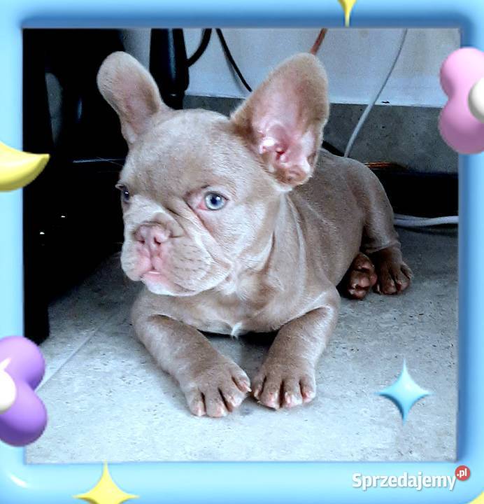 Buldog francuski pies isabella łódzkie Pabianice