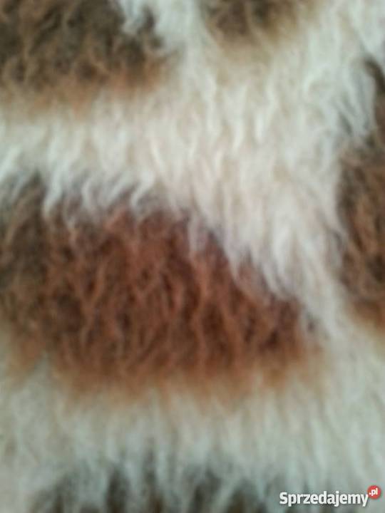 Koc wełniany Szczecin
