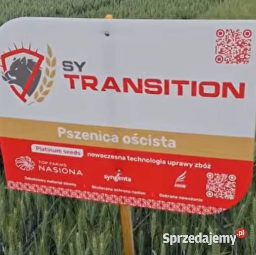 SY Transition Oścista plenna nie wylega sprzedam