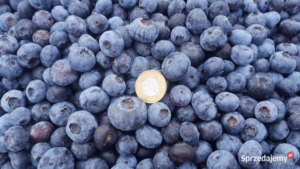 Świeża Borówka prosto z plantacji