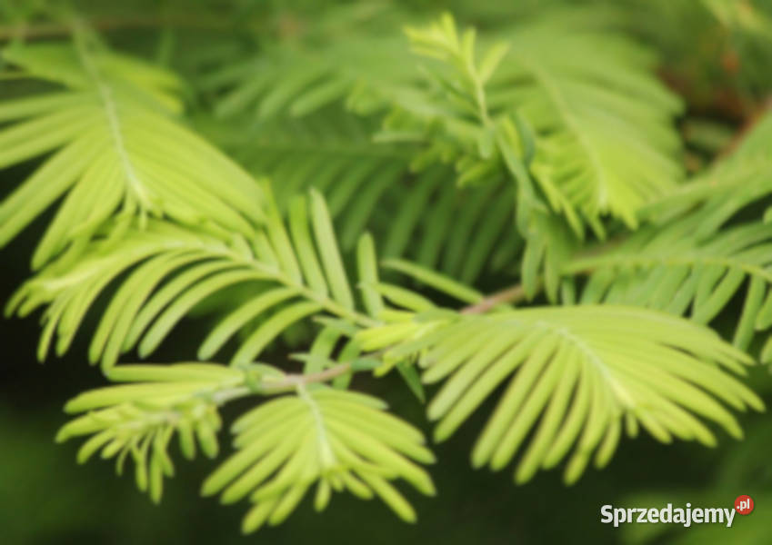 METASEKWOJA CHIŃSKA sadzonki w doniczkach Ustronie sprzedam