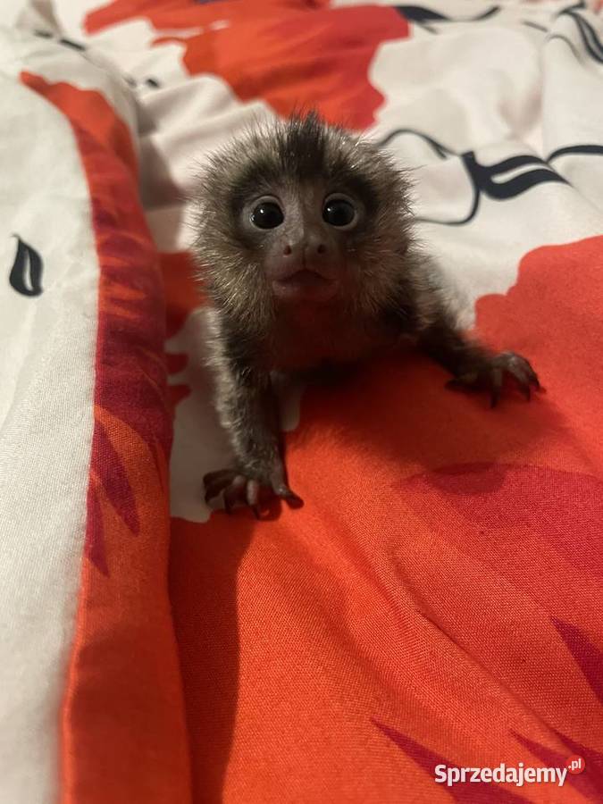 Marmozeta Białoucha ręcznie karmione maluszki