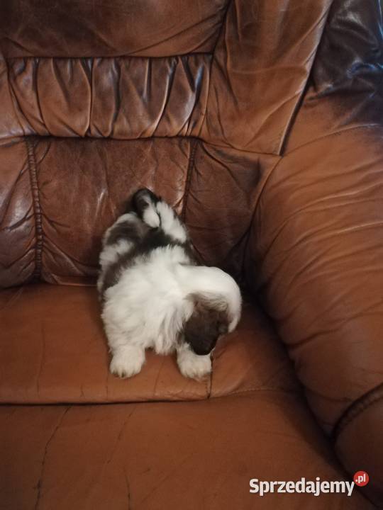 shihtzu samce Ełk