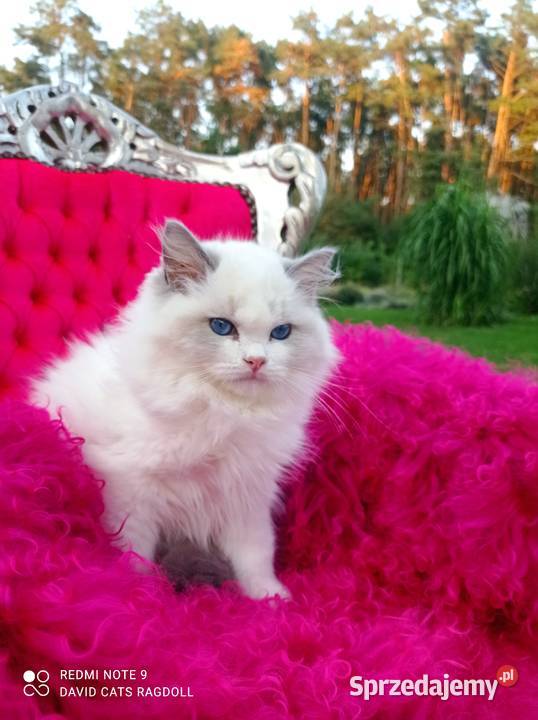 Ragdoll Kocurek Blue Bicolor FIFE FPL Wschowa