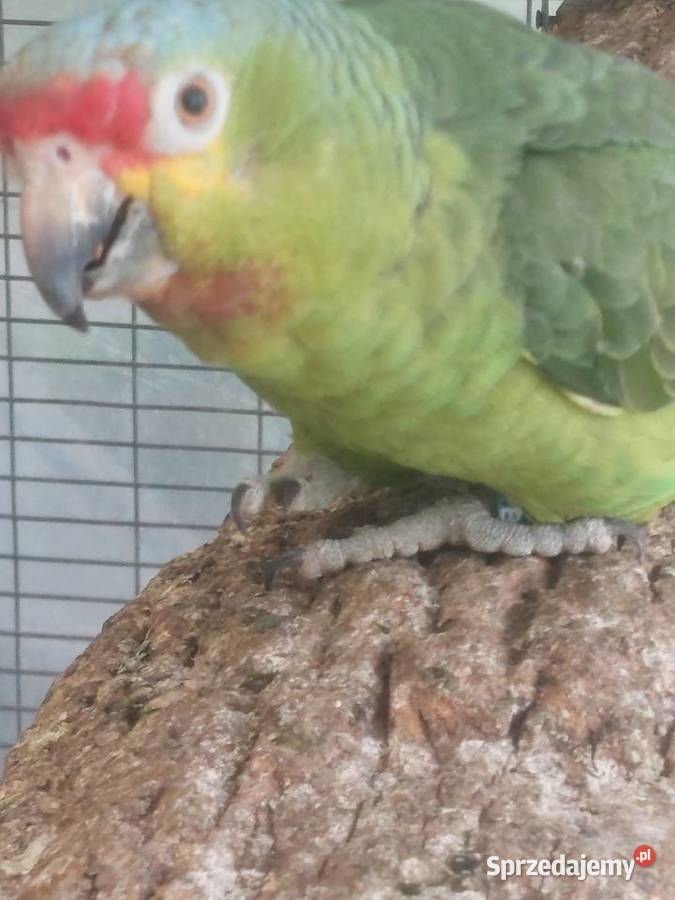 Sprzedam papugi