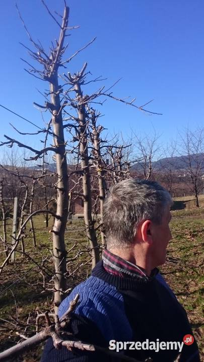 SPRZEDAJEMY CZAS DUŻE DRZEWA OWOCOWE małopolska Jodłownik