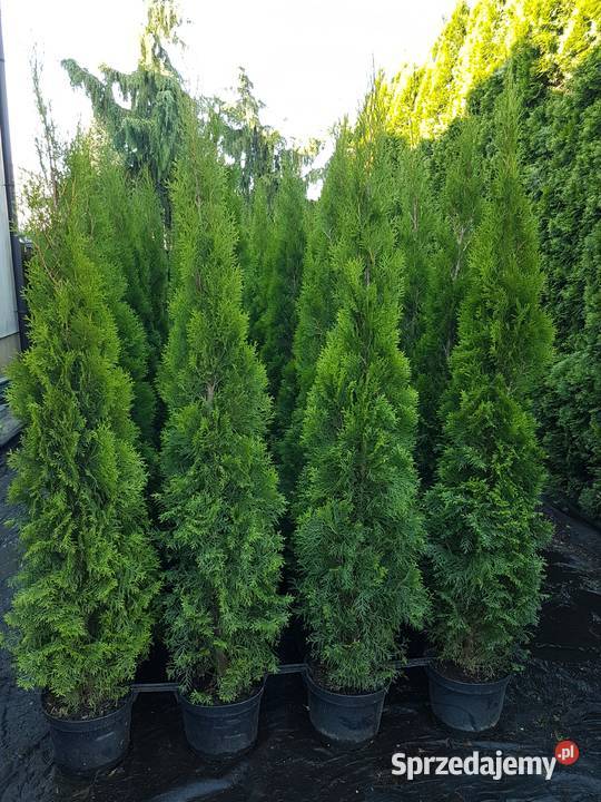 Tuja Szmaragd 200 2m Ukorzenione TRANSPORT Iglaste mazowieckie Ożarów Mazowiecki sprzedam