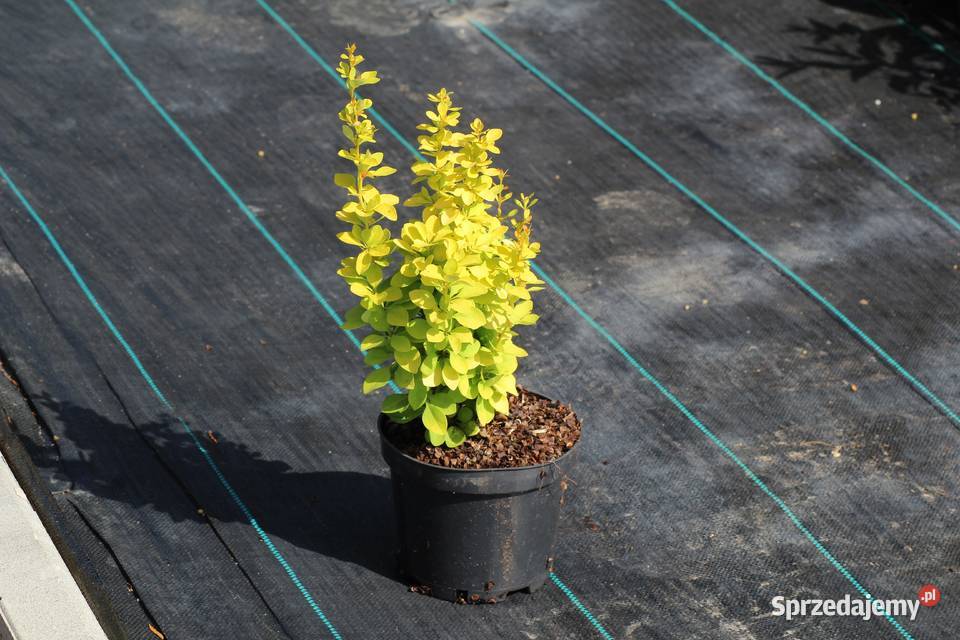 Berberys Thunberga Maria