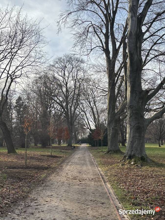 Mulczowanie koszenie wycinka darniowanie usługi leśne