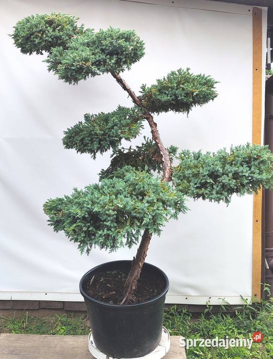 Bonsai Niwaki Jałowiec Blue Carpet Bonsai Medynia Łańcucka