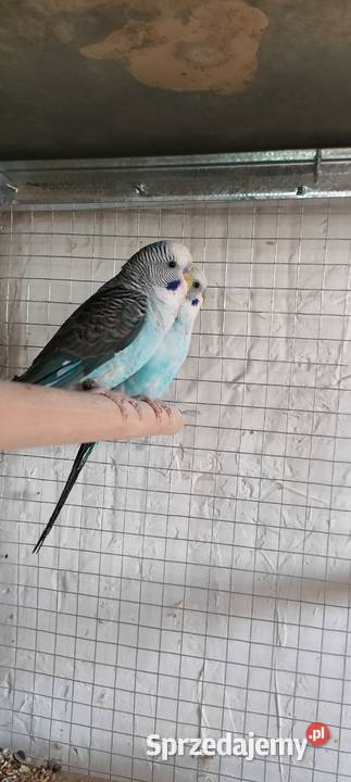 Sprzedam nimfy i faliste podkarpackie Mielec sprzedam