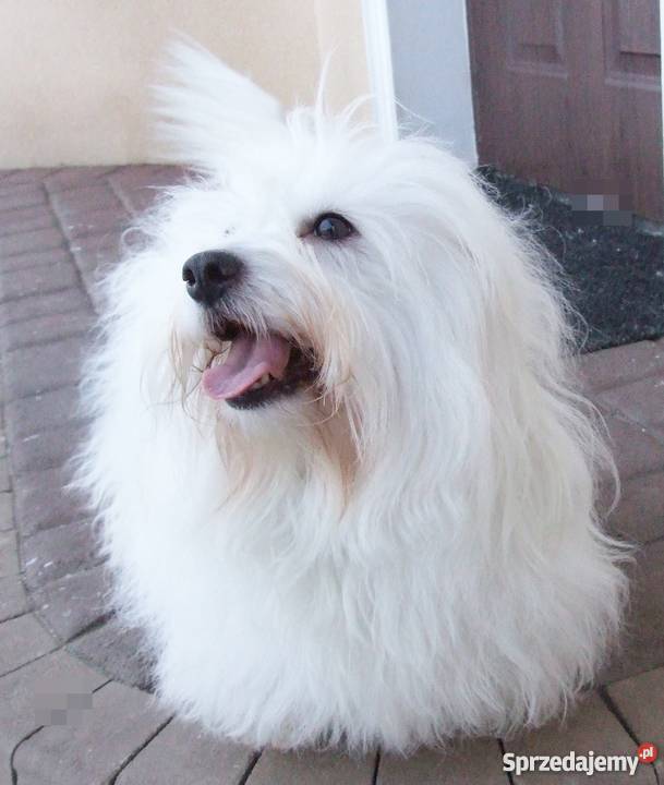 Szczenięta Coton de Tulear wspaniałe psy do Ciechanów