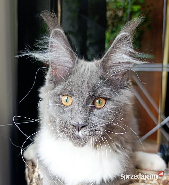 Niebieskobiały mruczek Maine Coon FPL Zwierzęta Gdańsk