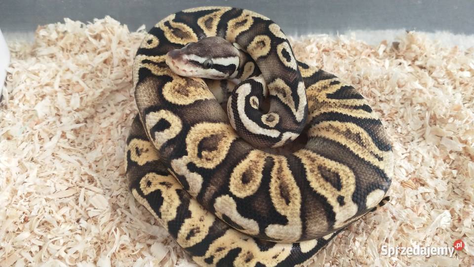 Pyton regius Wąż królewski Samce samice Lublin sprzedam
