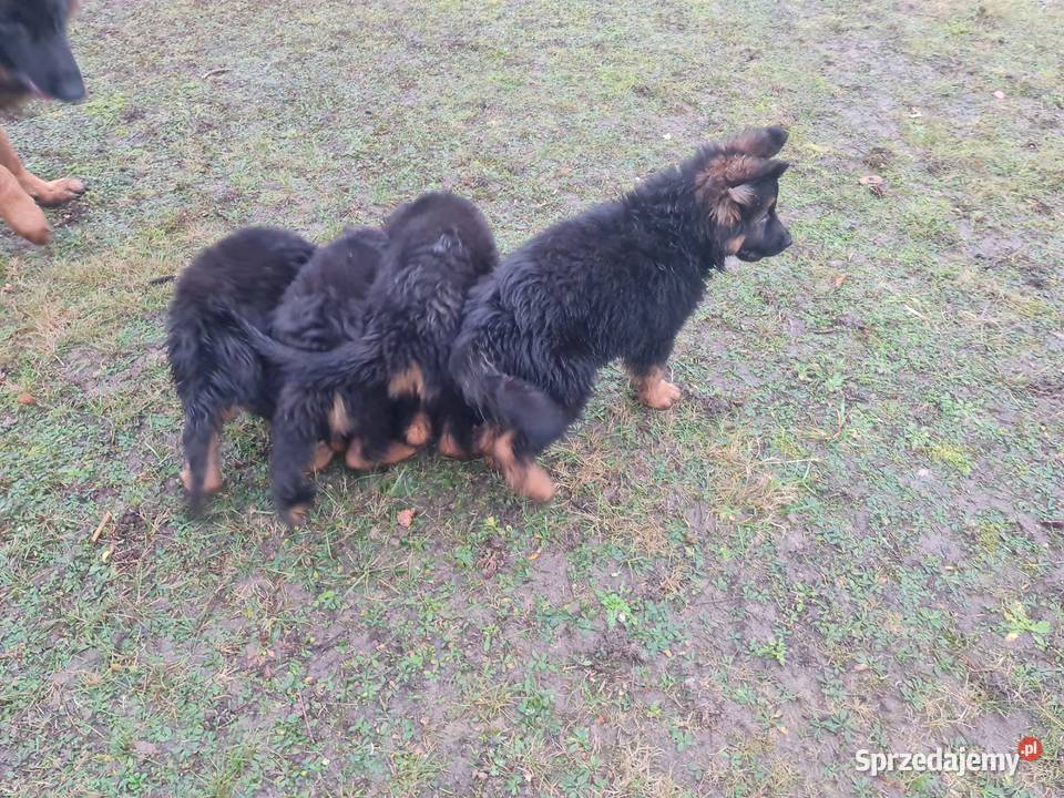 Owczarek Niemiecki Szczeniaki Złotów