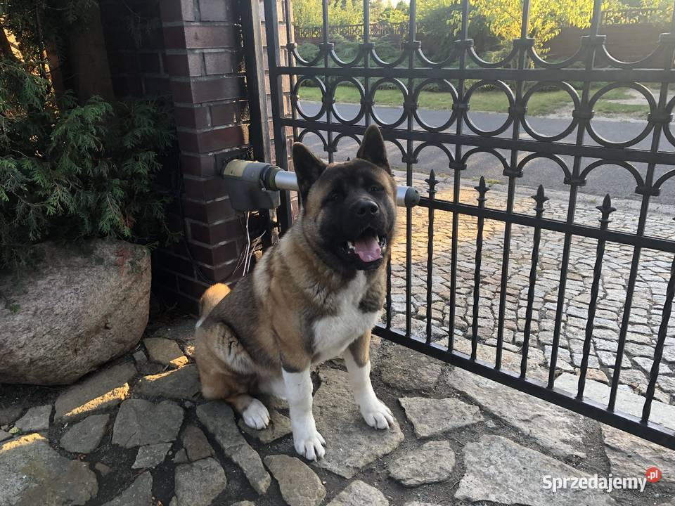 akita amerykanski 35 roku szuka partnerki dolnośląskie