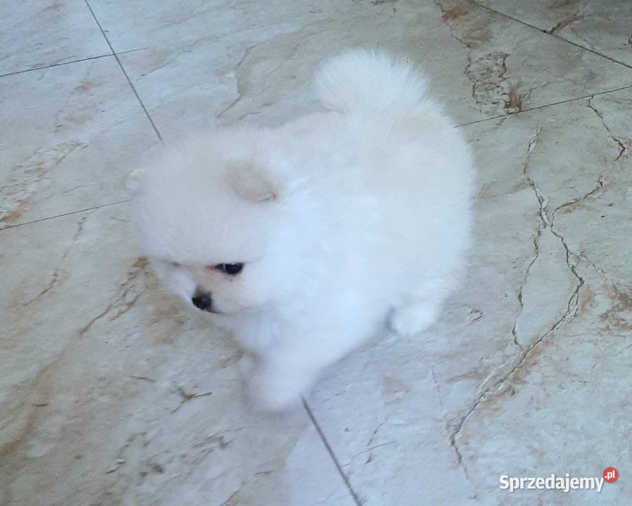 Szpic miniaturowy pomeranian piesek miś Szpic miniaturowy