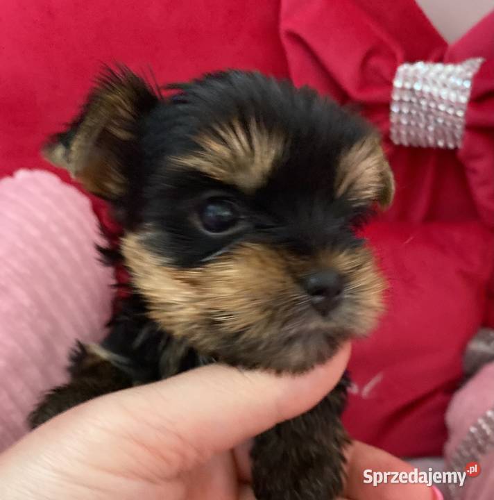 Yorkshire Terrier piesek mazowieckie Warszawa sprzedam