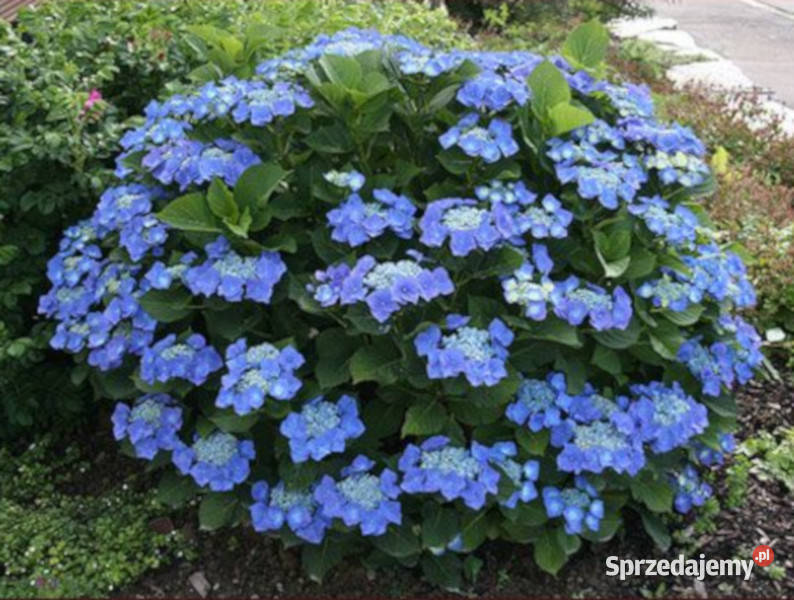 HORTENSJA OGRODOWA BLAUMEISE sadzonki w