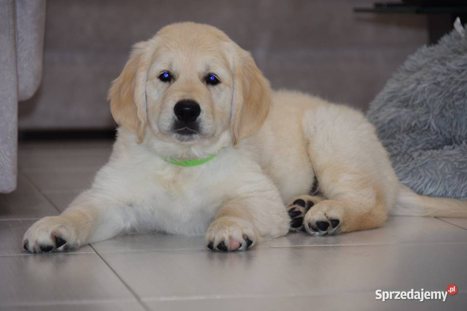 Szczenięta Golden Retriever ZKWP FCI