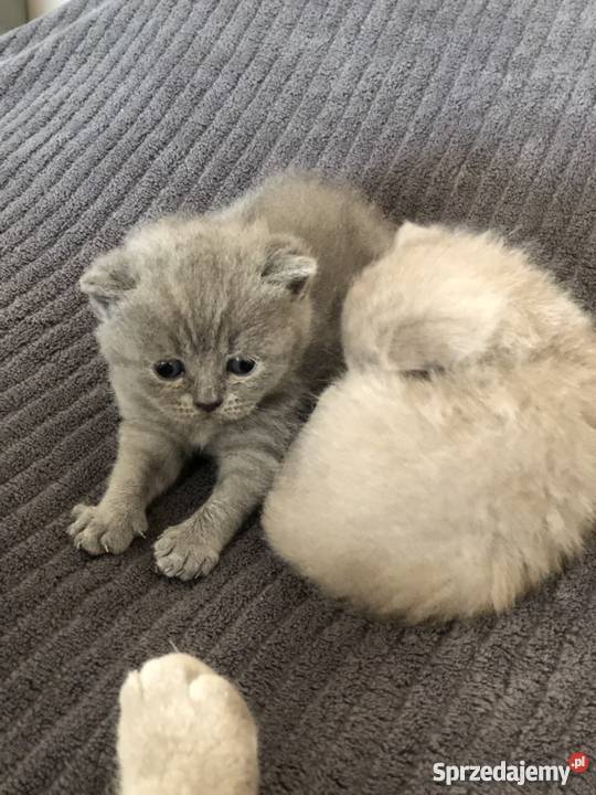 Piękne koty Brytyjski