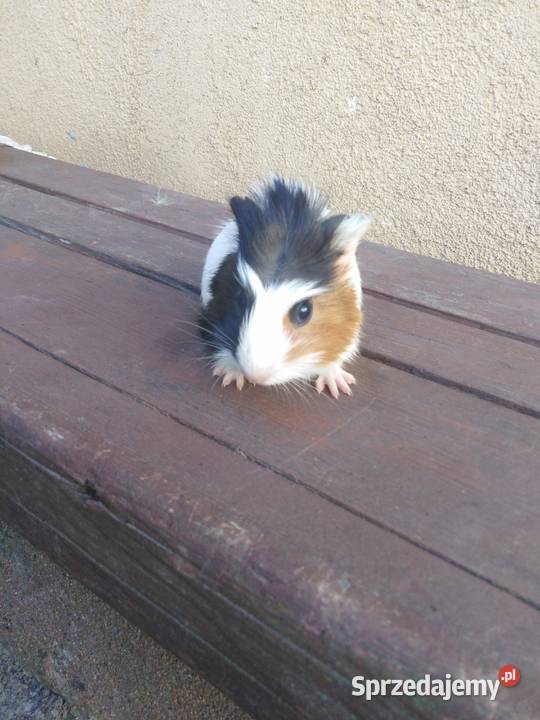 Świnki morskie Tomaszów Lubelski