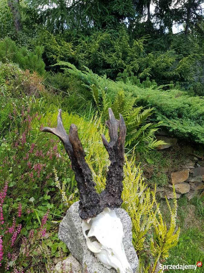 PAROSTKI REKORD ŚWIATA śląskie Orzesze sprzedam