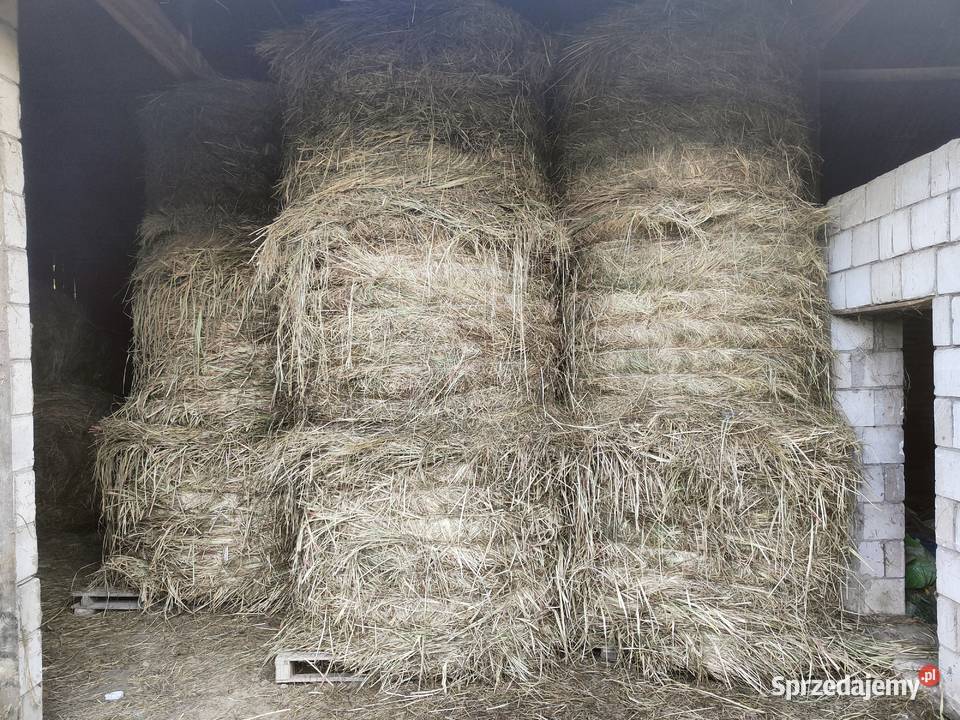 Siano 2023 rozmiar 120x150 sprzedam