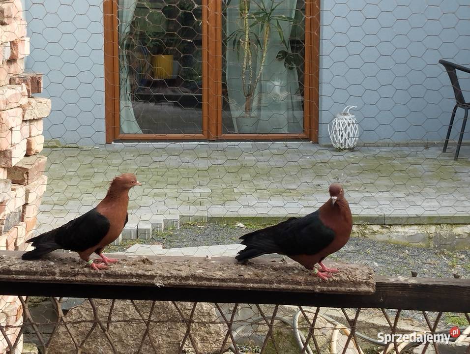 GILE miedzianesamiczki Głogów