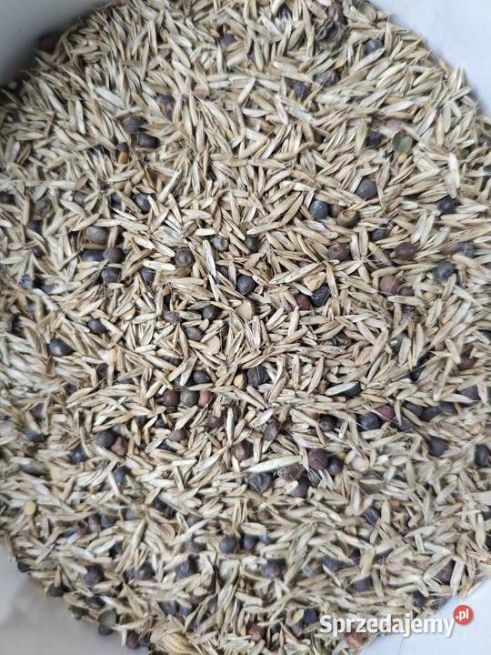 Mieszanka gorzowska Żabiki sprzedam