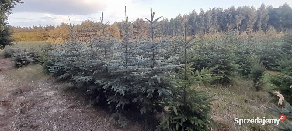 Likwidacja plantacji sprzedaż choinka świerk Tomaszów Mazowiecki
